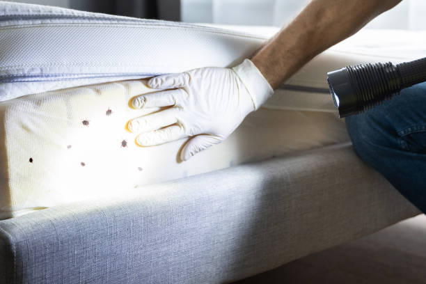 Best Residential Pest Control  in Murrells Inlet, SC