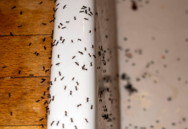 Best Spider Control Near Me  in Murrells Inlet, SC