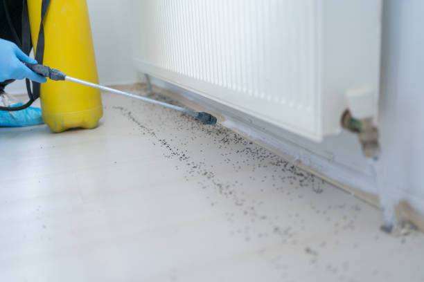 Professional Pest Control in Murrells Inlet, SC
