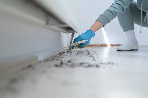 Best Best Pest Control Companies  in Murrells Inlet, SC